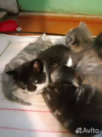 Котята