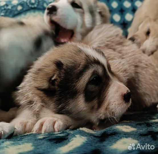 Щенки сао Алабай