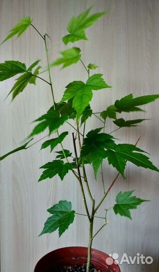 Комнатные растения и обмен