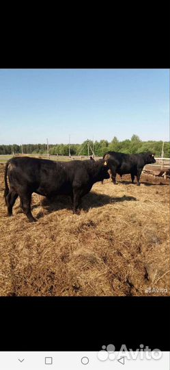 Бычки и быки на мясо