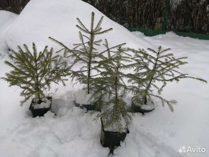 Ель живая в горшке