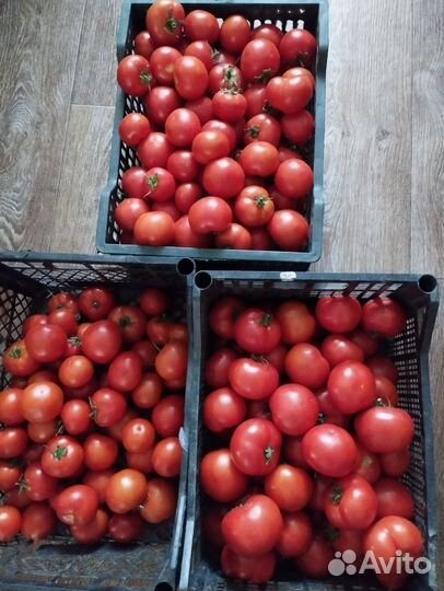 Помидоры свежие домашние