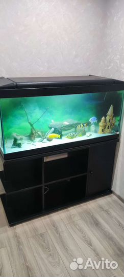 Аквариум с тумбой 300 литров