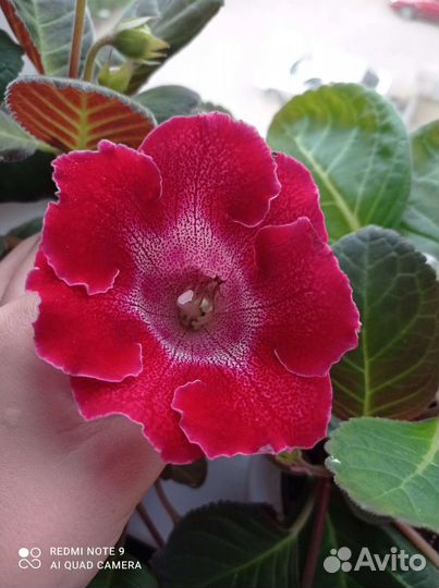 Листья глоксинии