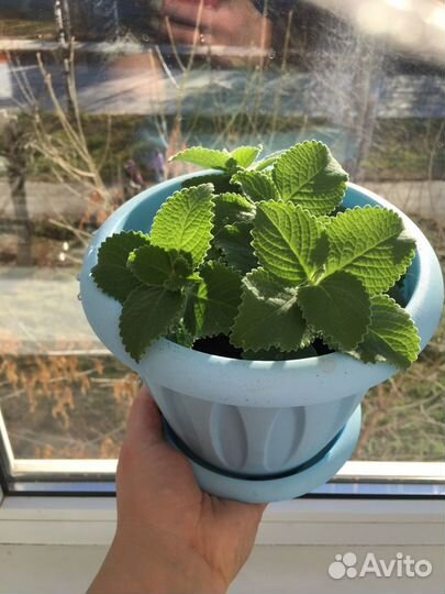 Мята комнатная