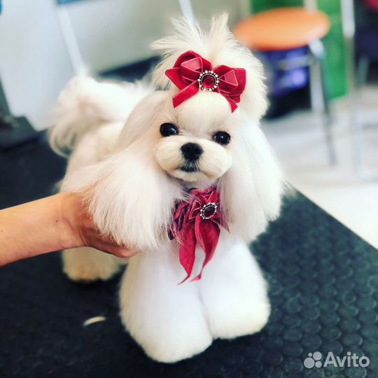 Зоосалон Цацагрум Стрижка кошек и собак