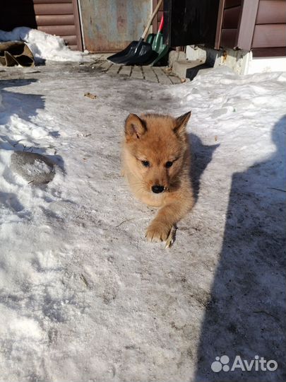 Карело финская лайка