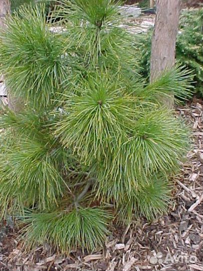 Хвойные растения (сосны)