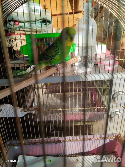 Волнистый попугай