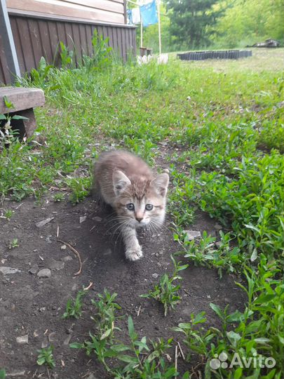 Котёнок на улице