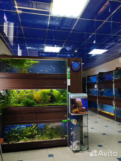 Аквариумные рыбки и растения