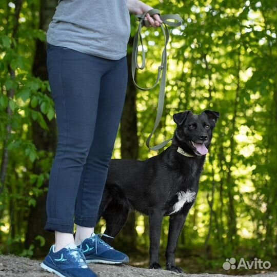 Лилит, 2 года, стерилизована