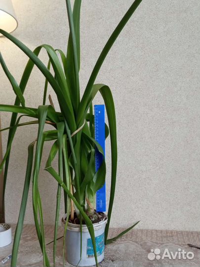 Индийский лук