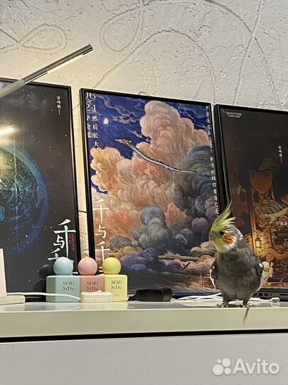 Попугай корелла с клеткой