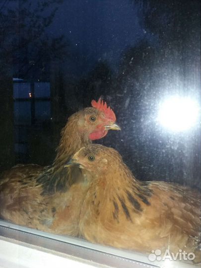 Кучинская юбилейная