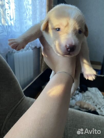 Продам щенков