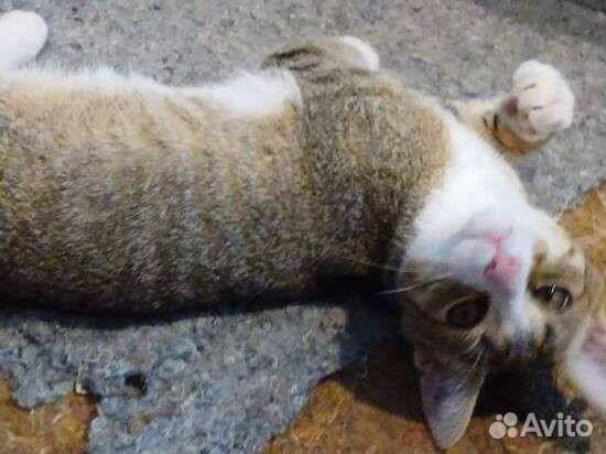 Котенок в дар бесплатно