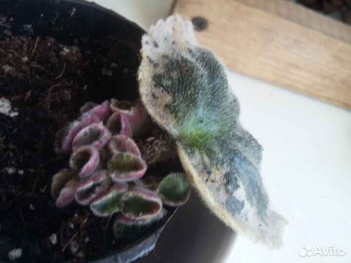 Домашние цветы