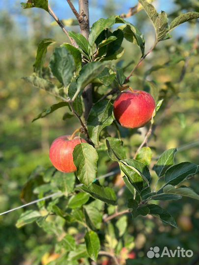 Яблоки галла девил