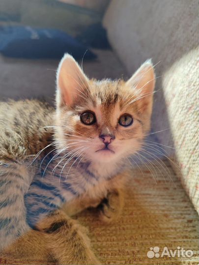 Котенок в добрые руки