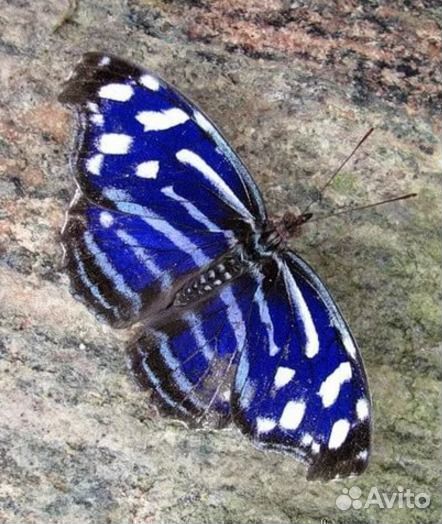 Живые экзотические бабочки Тропическая Ночь т/б-10