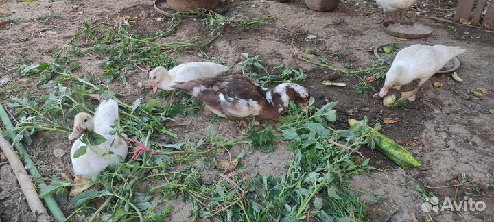 Утята индоутки