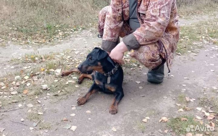 Вязка ягдтерьер