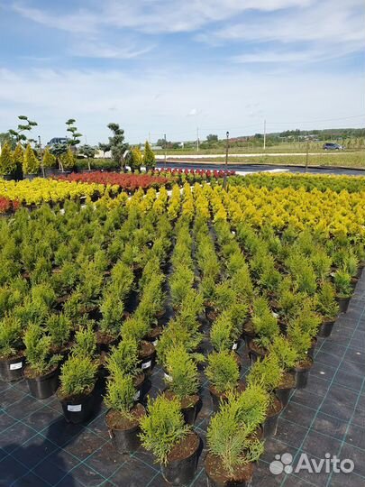 Садовые растения