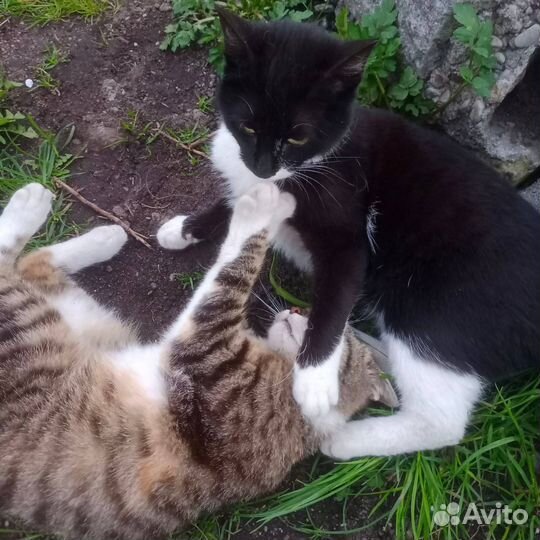 Черно-белый котик Феликс