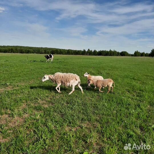 Бараны катумские