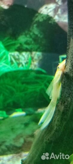 Золотой Анциструс L144 вуаль