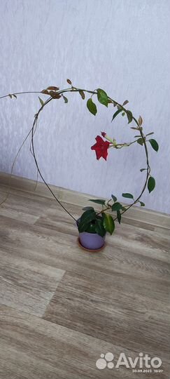 Мандевилла