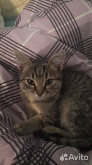 Котёнок девочка