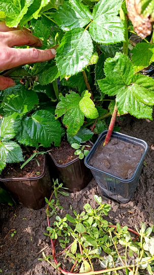 Саженцы ежевики крупноплодной