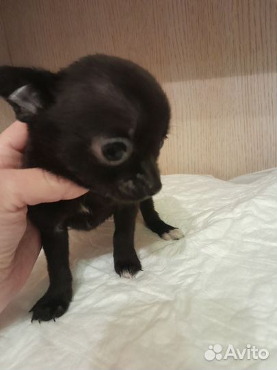 Чихуахуа мальчик