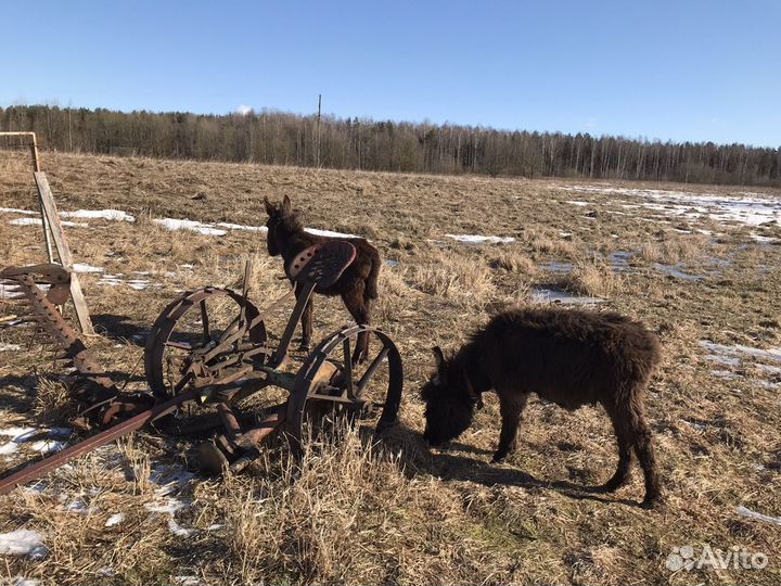 Козий и лошадиный навоз в мешках