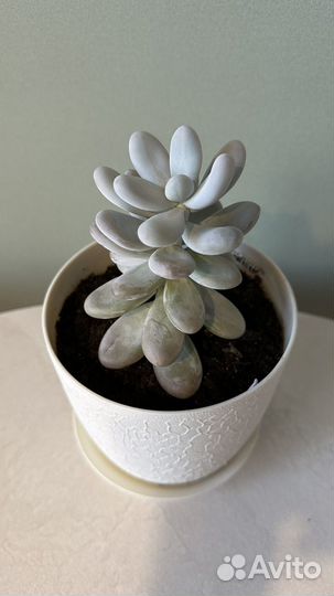 Пахифитум яйценосный