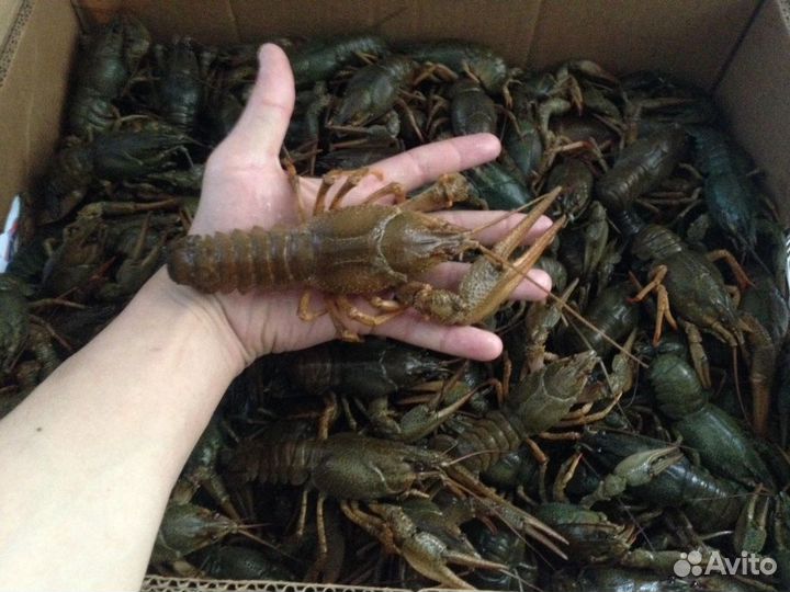 Раки живые и вареные (розница / опт )