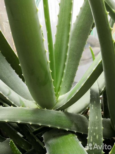 Алоэ вера листья и растения