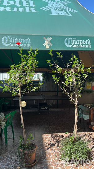 Гибискус древовидный