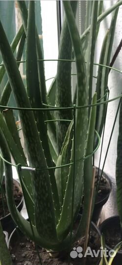 Алоэ 5лет