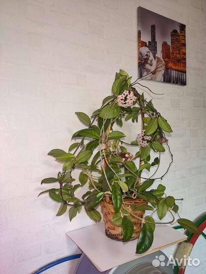 Огромная Хойя Карноза