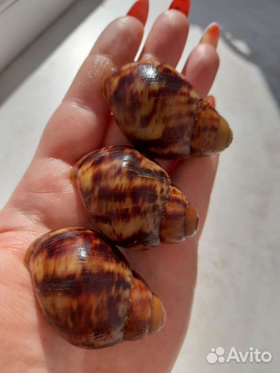 Арх.овум ульхауз