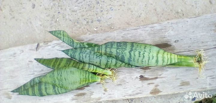 Сансевиерия для техники Фан