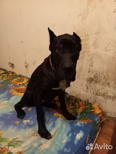 Кане корсо 7 месяцев