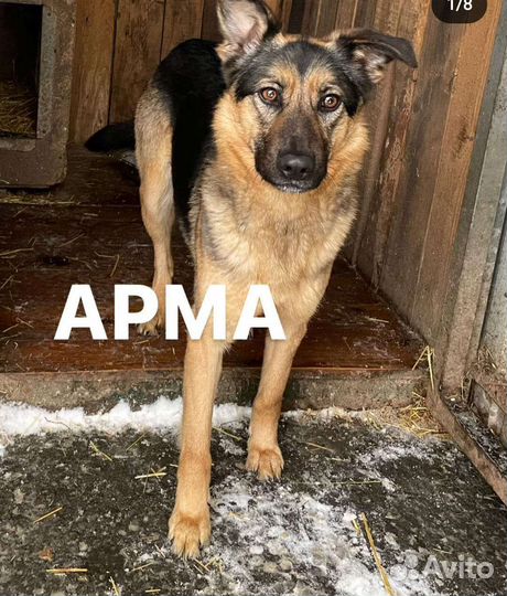 Щенок на охрану