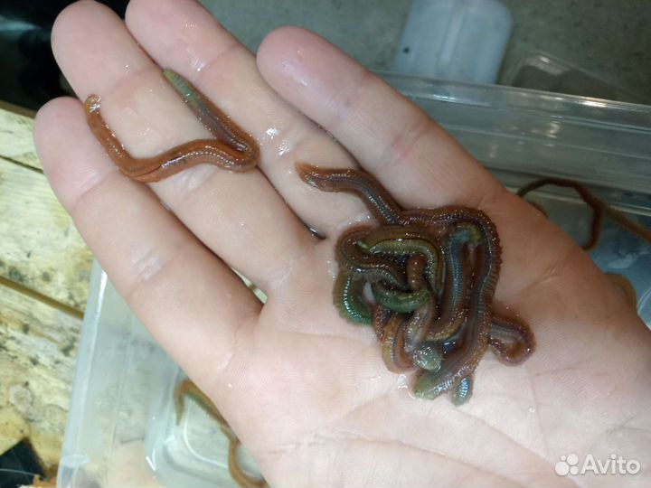 Морской червь