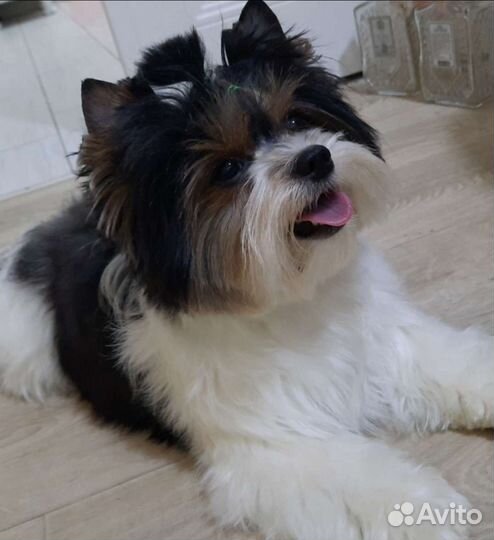 Вязка бивер