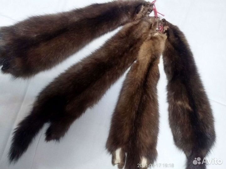 Шкурки Соболя