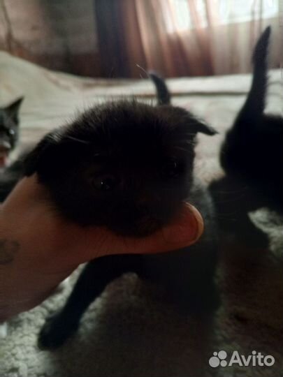 Котята месяц